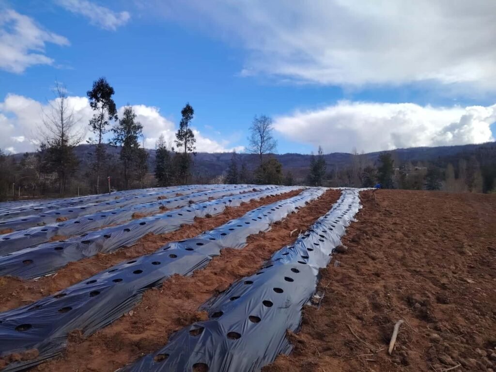 Plantación de frutilla