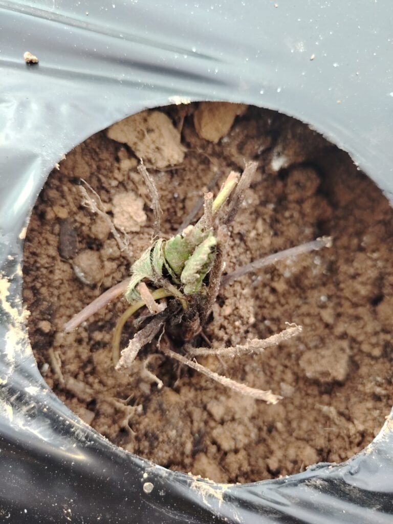 Planta de frutilla
